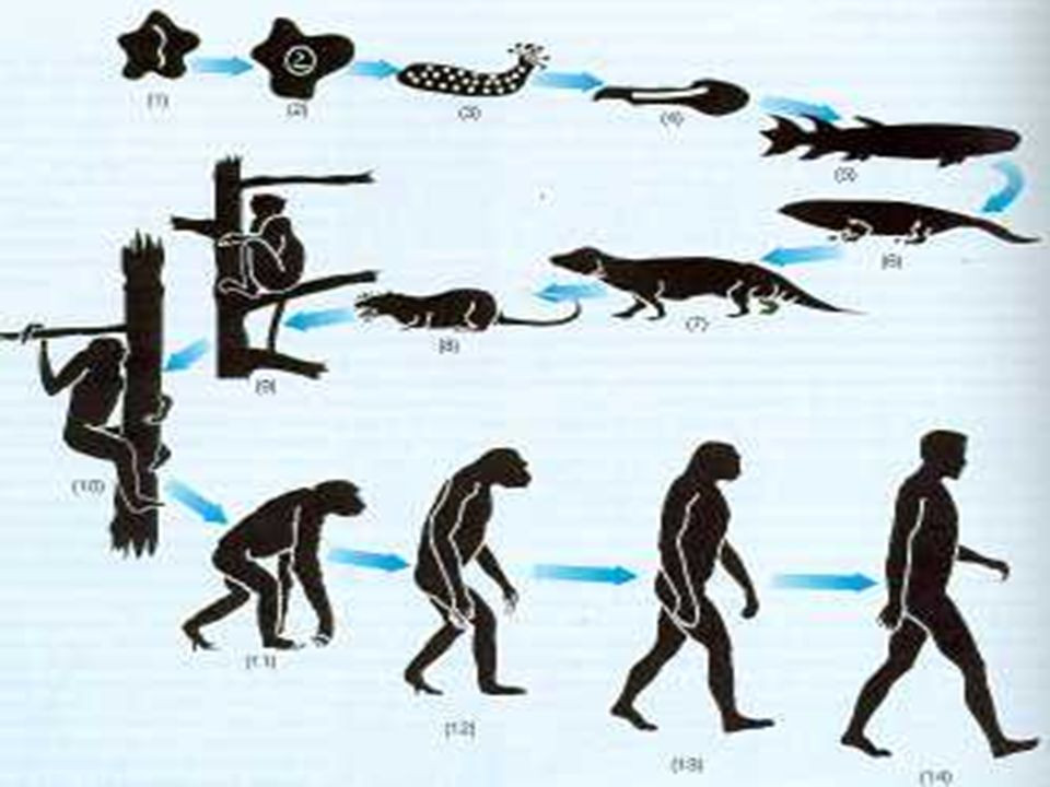 Схематичное изображение эволюционной теории
