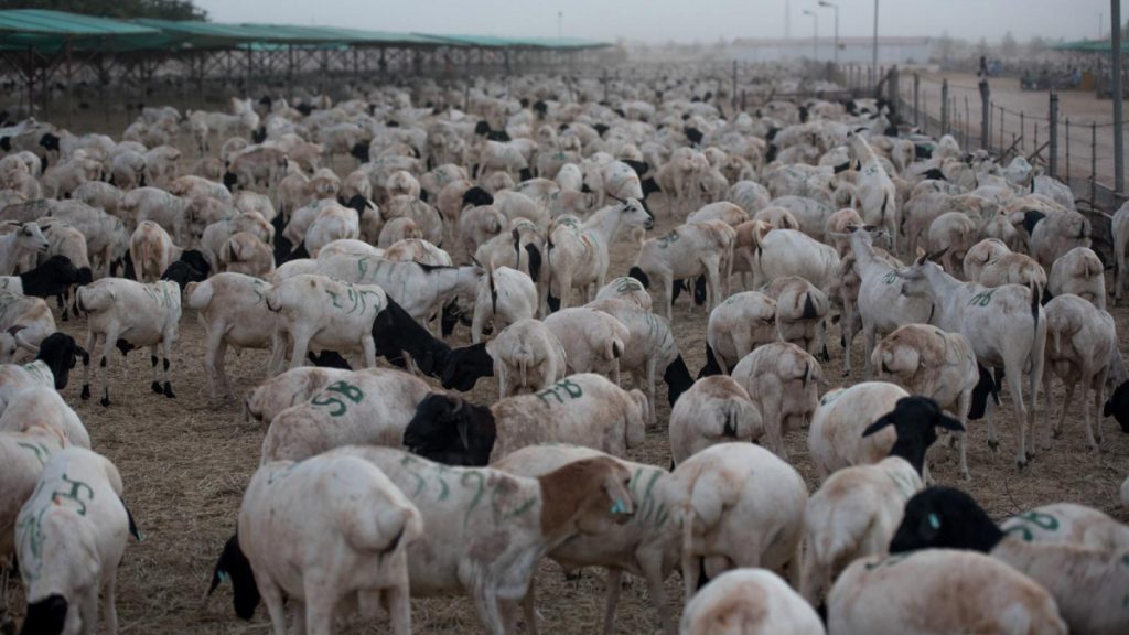Сомалийские овцы